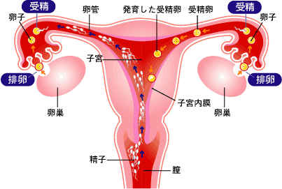 妊娠の仕組み。排卵・受精・着床