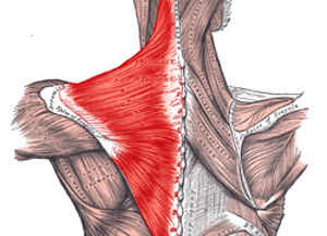 僧帽筋。首から肩・背中にかけて分布する三角形の大きな筋肉で、首や肩・背中を動かす主要な筋肉です。それだけに筋肉疲労の蓄積も大きく、肩こりや肩の痛みを誘発する要因ともなっています。