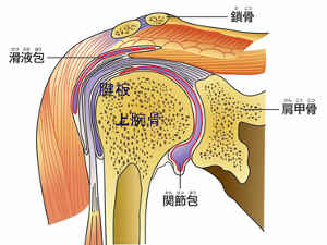 四十肩・五十肩は、肩関節の周囲の組織が炎症をおこして痛みがでる疾患。正式には肩関節周囲炎といいます。／肩こり、肩の痛み【心とからだの健康相談室】