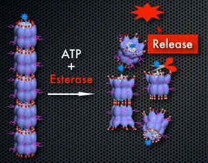 ナノチューブ型分子ロボットによるDDSのイメージ～ナノチューブにATPが作用して、機械的にチューブ構造を壊して薬を放出します。