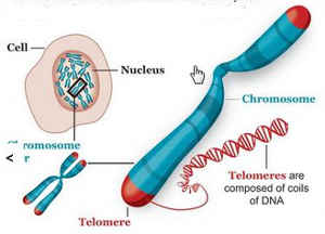 老化のカギを握るのはテロメアの長さ。細胞分裂の過程でテロメアが短くなると、それ以上分裂できず老化が始まる